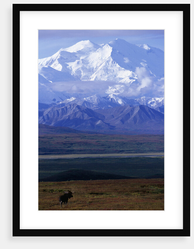 Moose on Tundra Below Mt. McKinley in Alaska by Anonymous
