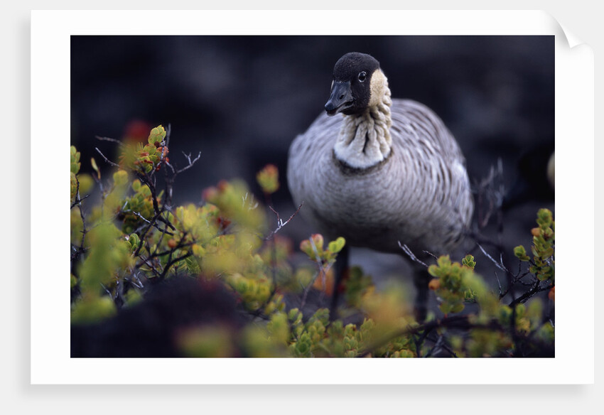 Nene on Hawaii Island Coast by Anonymous