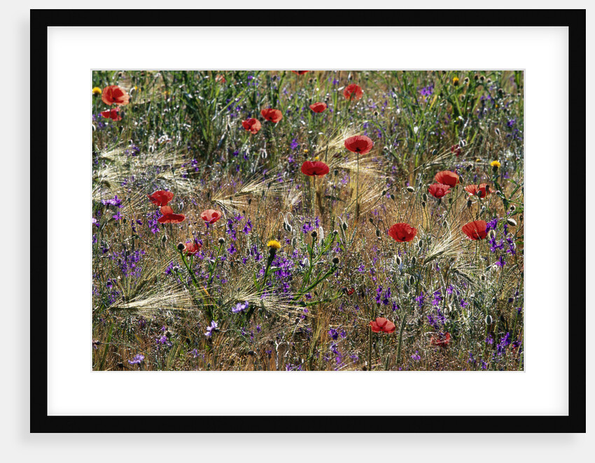Red Poppies and Wildflowers by Anonymous