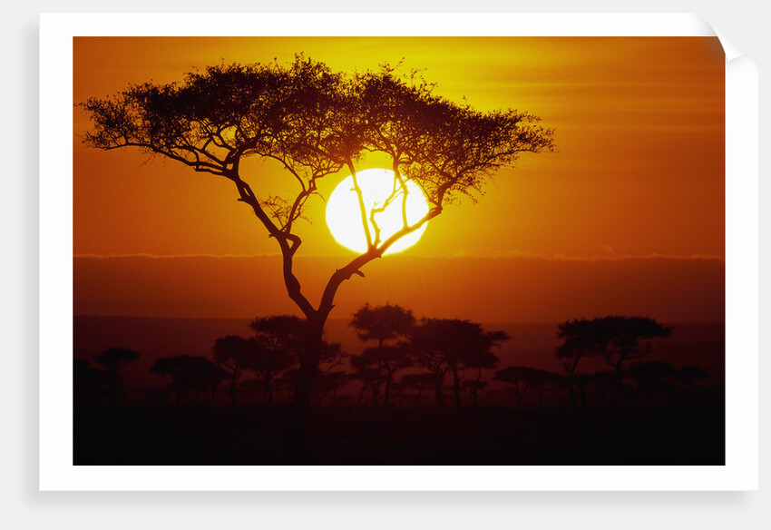Sunrise on Masai Mara National Reserve by Anonymous