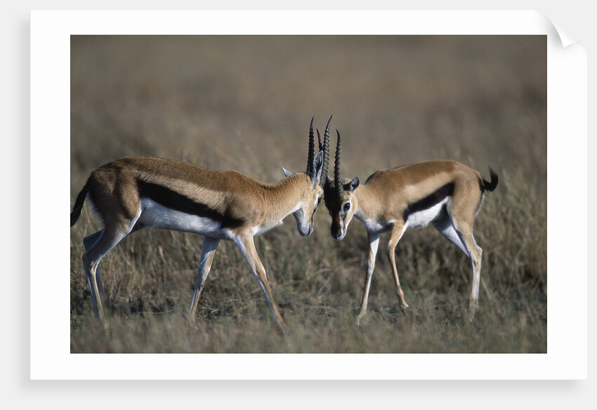Thomson's Gazelles Sparring by Anonymous