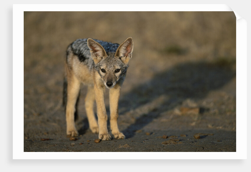 Jackal Pup by Anonymous