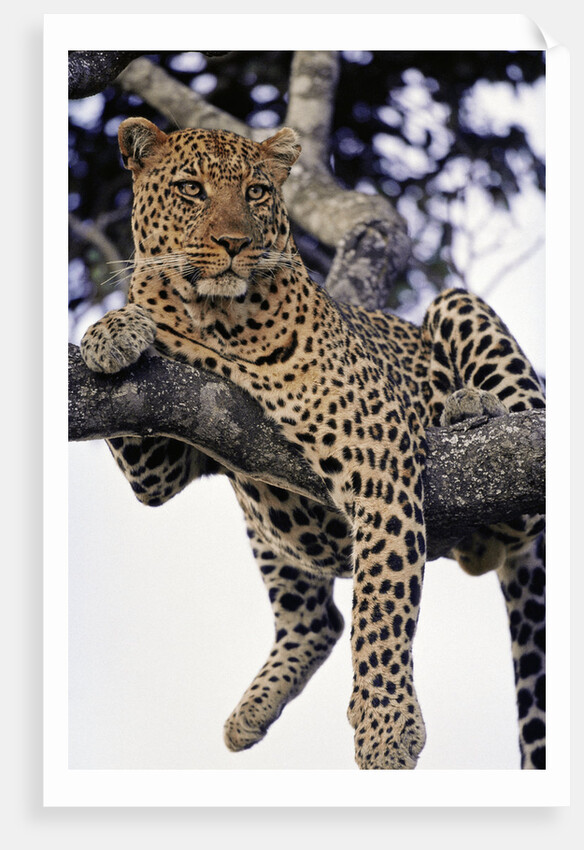 Leopard Lying in Tree by Anonymous