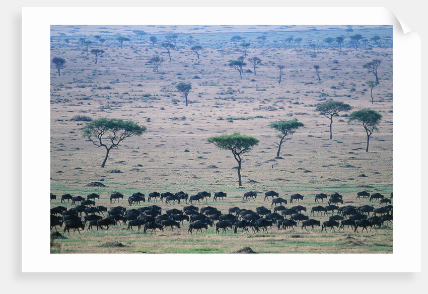 Wildebeest in Masai Mara National Reserve by Anonymous