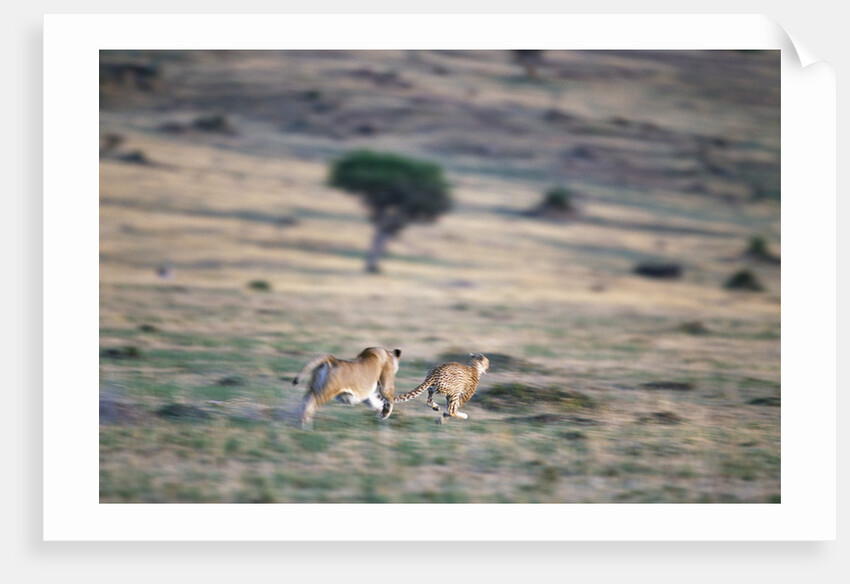 Lioness Chasing Cheetah by Anonymous