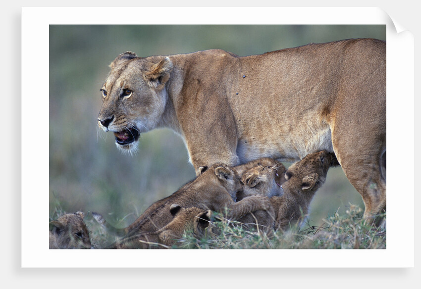 Lioness Nursing Cubs by Anonymous