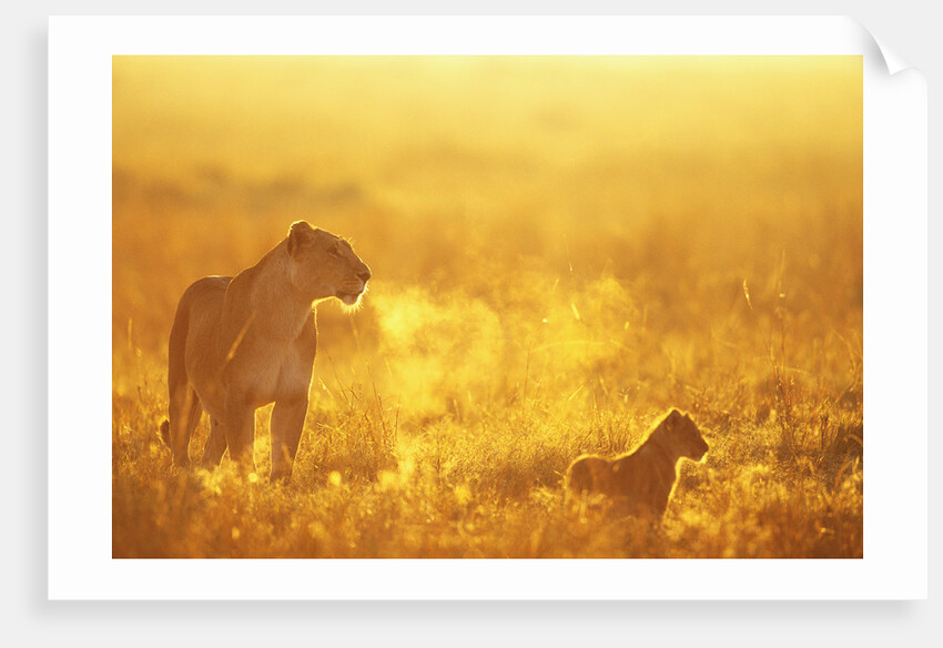 Lioness and Cub by Anonymous