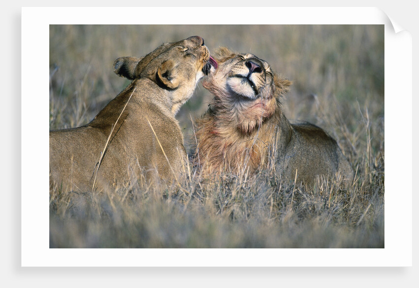 Lioness Grooming Young Male Lion by Anonymous