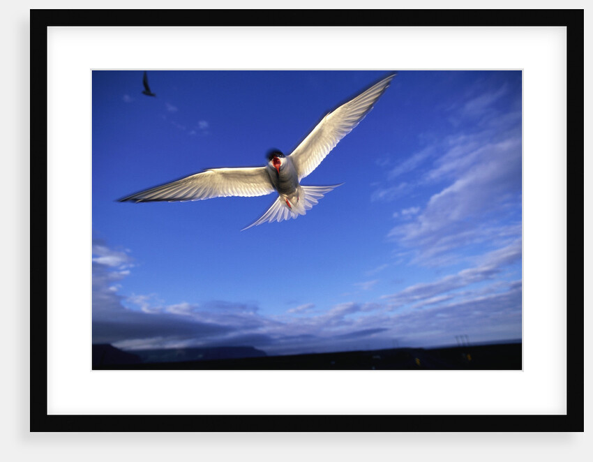 Arctic Tern in Iceland by Anonymous