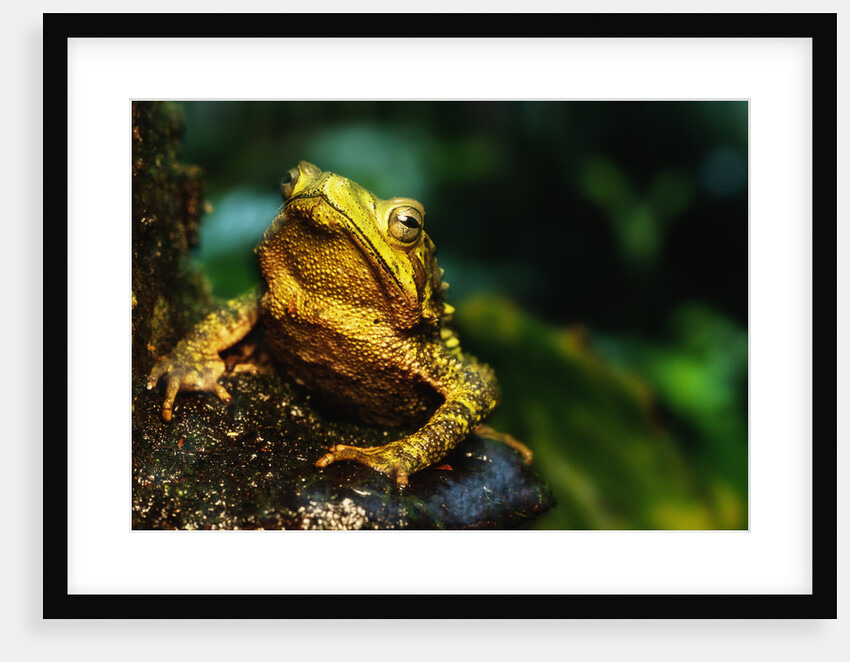 Green Climbing Toad by Anonymous