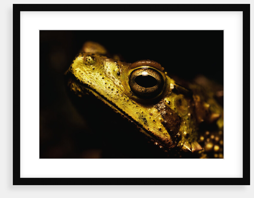 Green Climbing Toad by Anonymous
