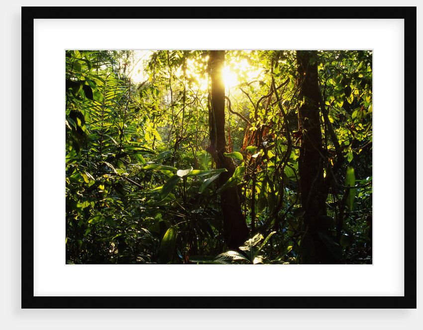 Tropical Rainforest in Panama by Anonymous