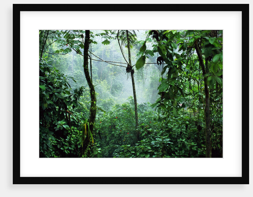 Mist Rising in Rainforest by Anonymous