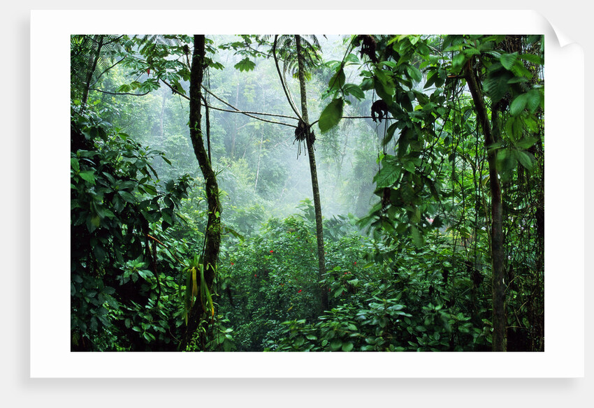 Mist Rising in Rainforest by Anonymous