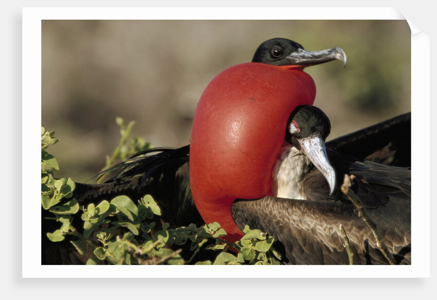 Courtship Display of Frigate Birds by Anonymous
