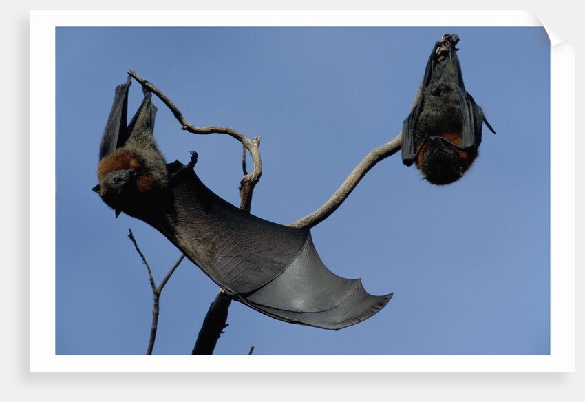 Grey Headed Flying Foxes On Branch by Anonymous