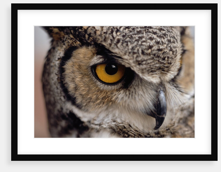 Eye of a Great Horned Owl by Anonymous