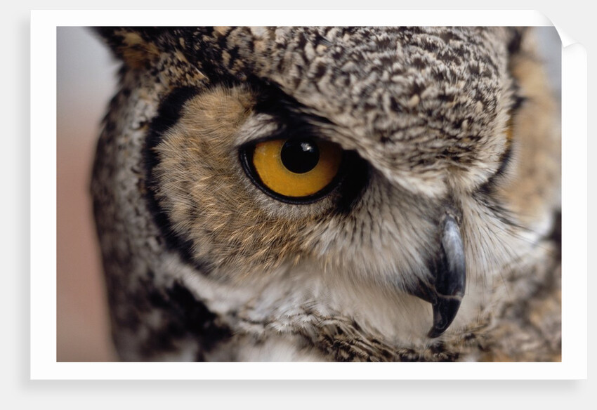 Eye of a Great Horned Owl by Anonymous