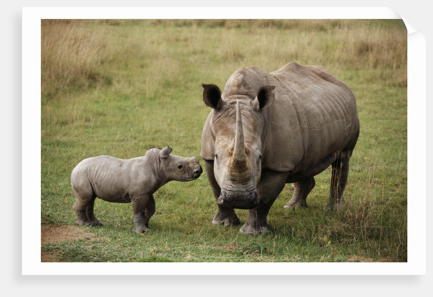 White Rhinoceros With Calf by Anonymous