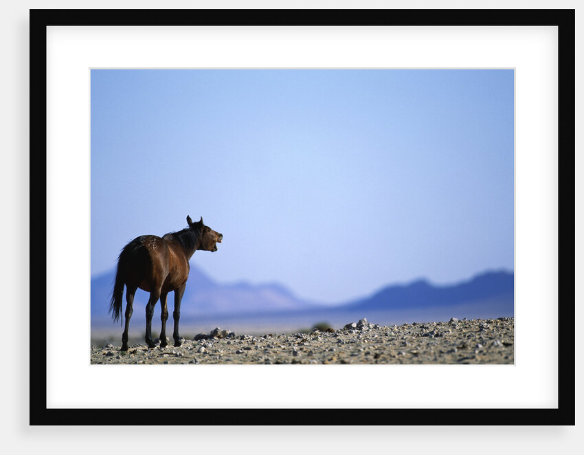 Wild Horse Calling in Namib-Naukluft Park by Anonymous