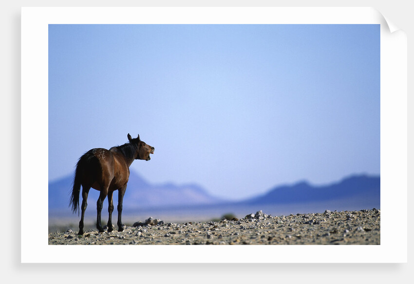 Wild Horse Calling in Namib-Naukluft Park by Anonymous