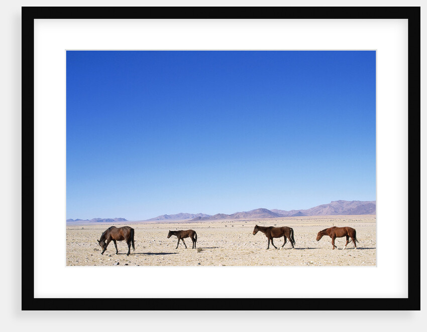 Pack of Wild Horses in Namib Desert by Anonymous