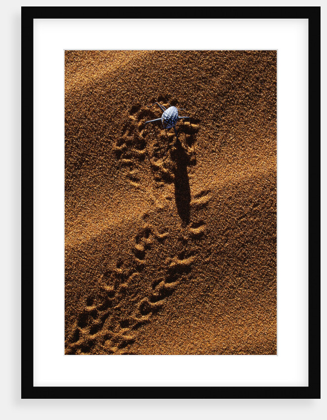 Beetle Crawling Along Sand Dune in Namibia by Anonymous
