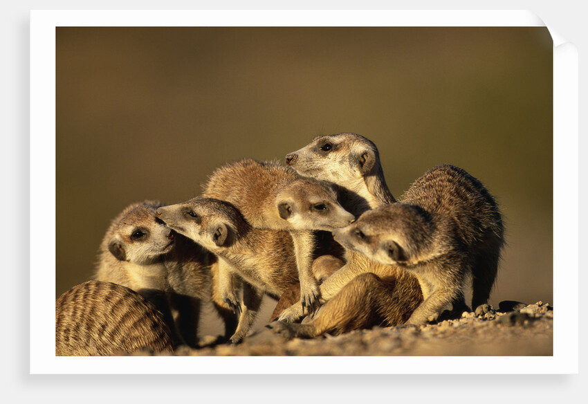 Meerkat Pack in Namibia by Anonymous
