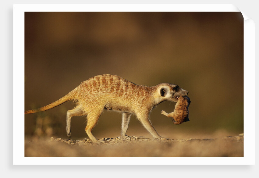 Meerkat Carrying Yearling in Mouth by Anonymous