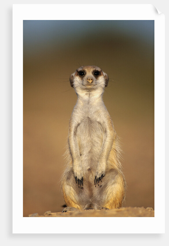 Meerkat Sitting Upright by Anonymous