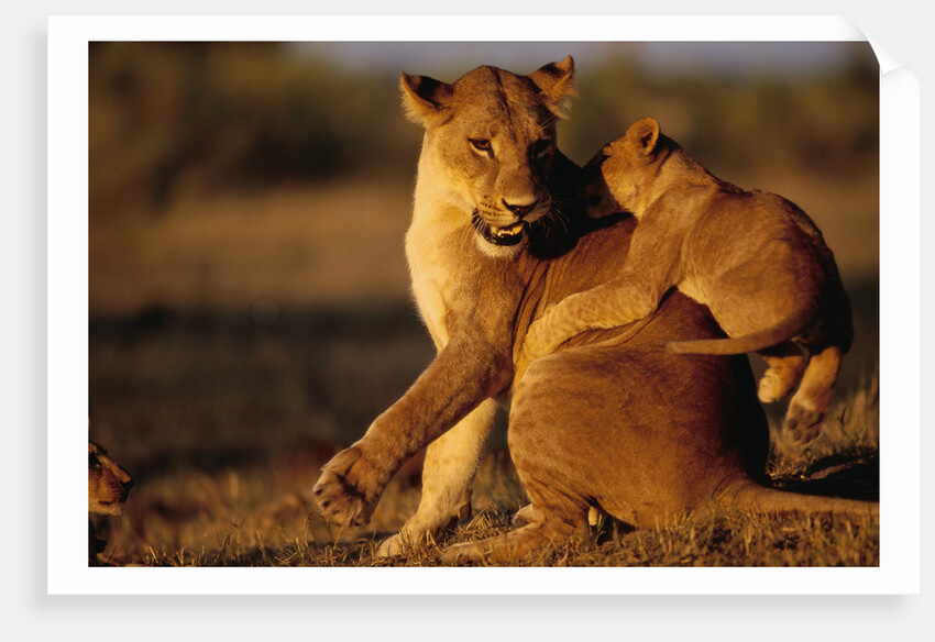 Lioness Playing with Cubs at Dawn by Anonymous