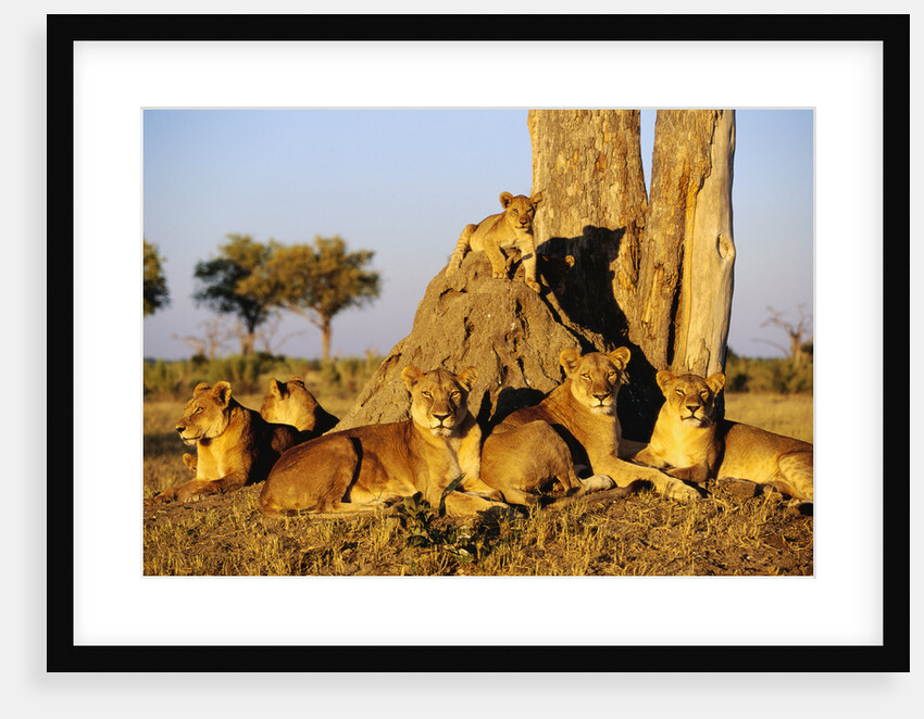 Lion Pride Resting at Acacia Tree by Anonymous