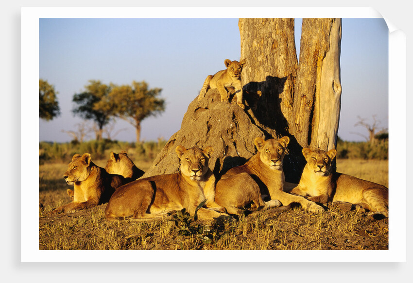 Lion Pride Resting at Acacia Tree by Anonymous