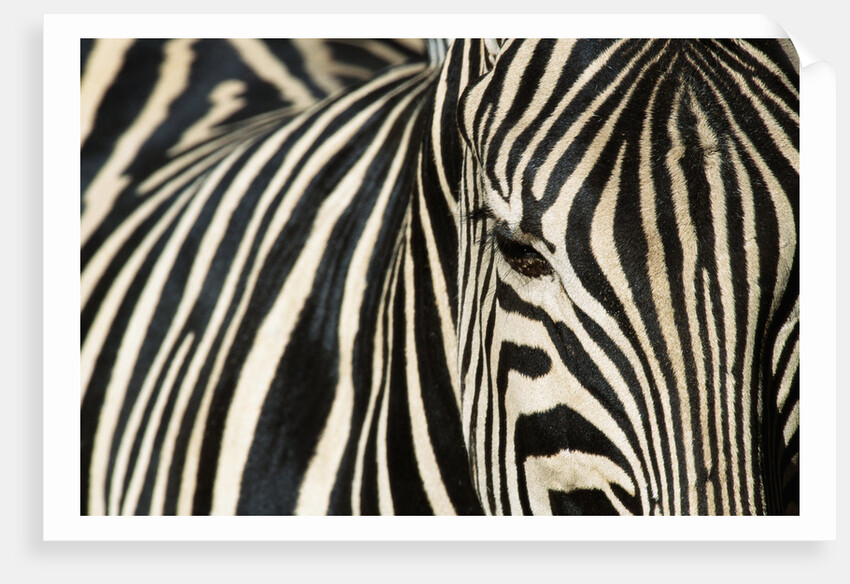 Burchell's Zebra by Anonymous