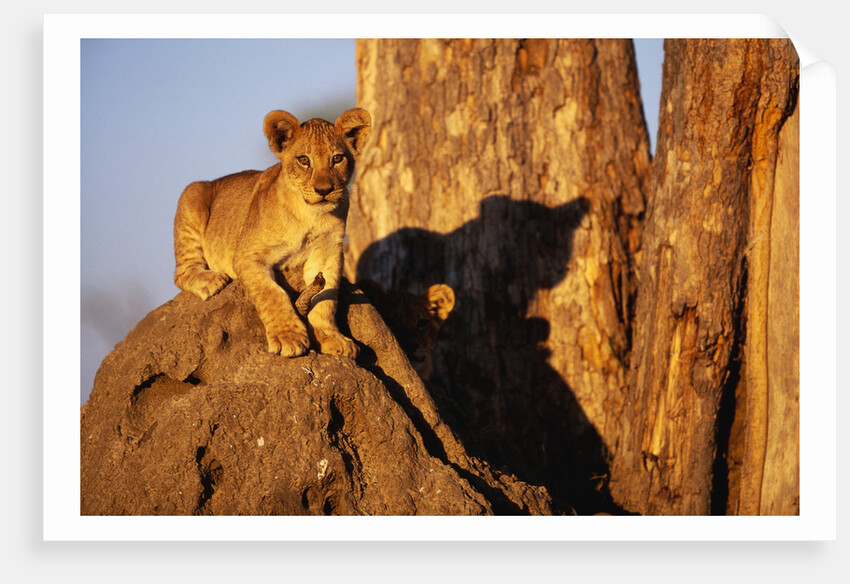 Lion Cub on Termite Mound by Anonymous