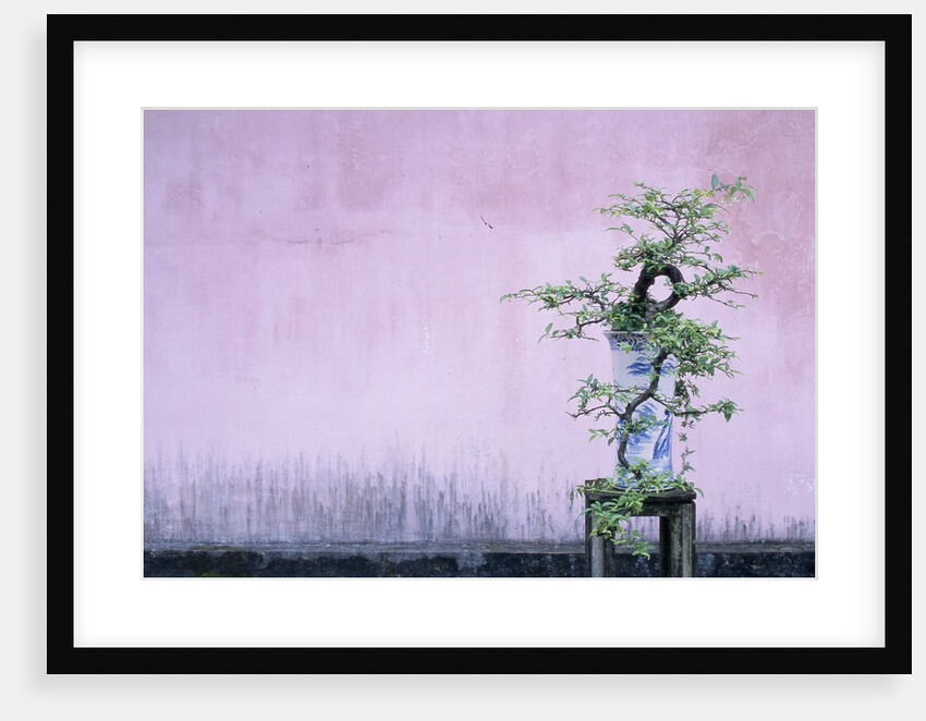 Tree in Vase and Pink Wall by Anonymous