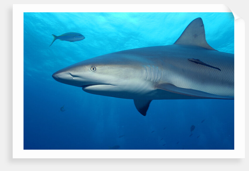 Caribbean Reef Shark by Anonymous