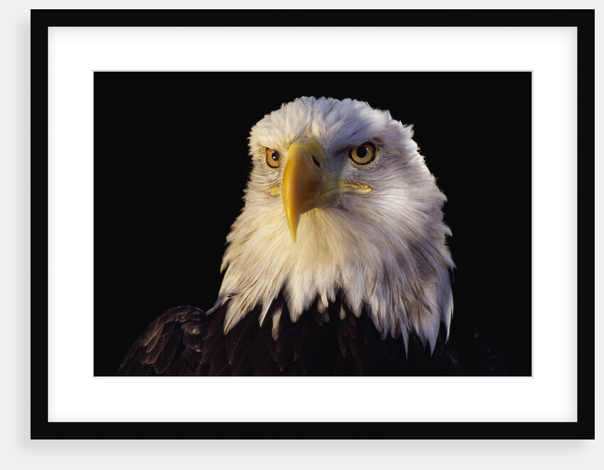 Head of Adult American Bald Eagle by Anonymous