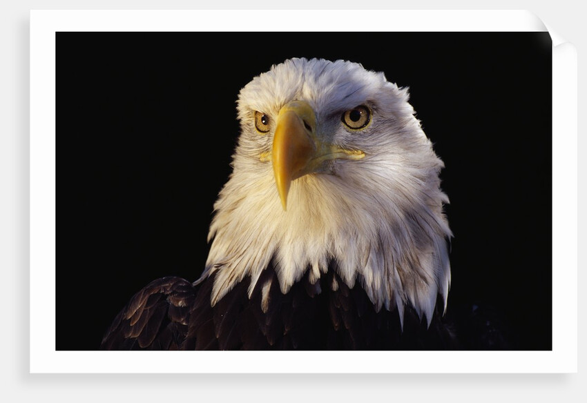 Head of Adult American Bald Eagle by Anonymous