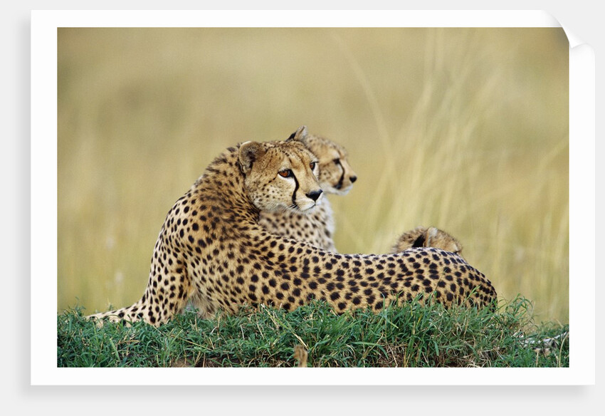 Cheetahs in Kenya by Anonymous