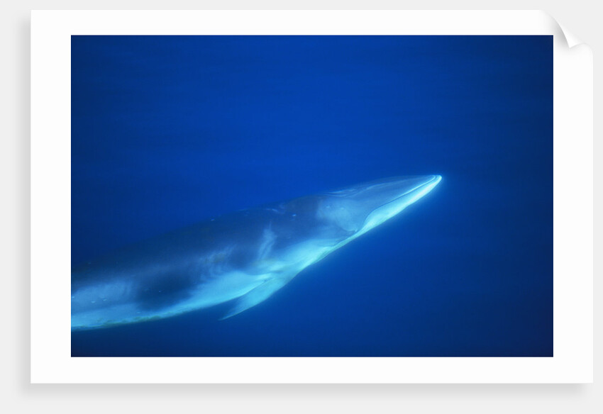 Antarctic Minke Whale by Anonymous
