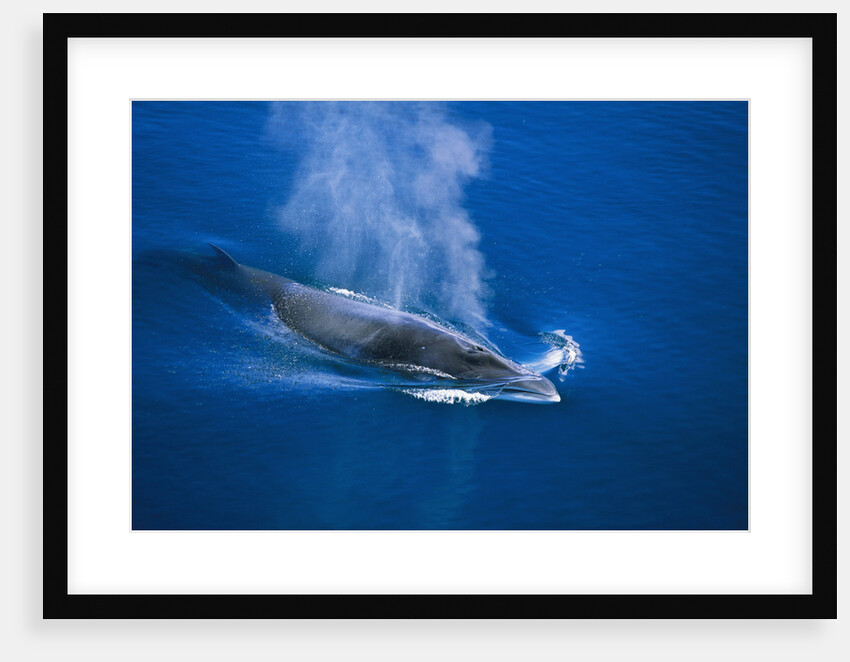 Antarctic Minke Whale Surfacing by Anonymous
