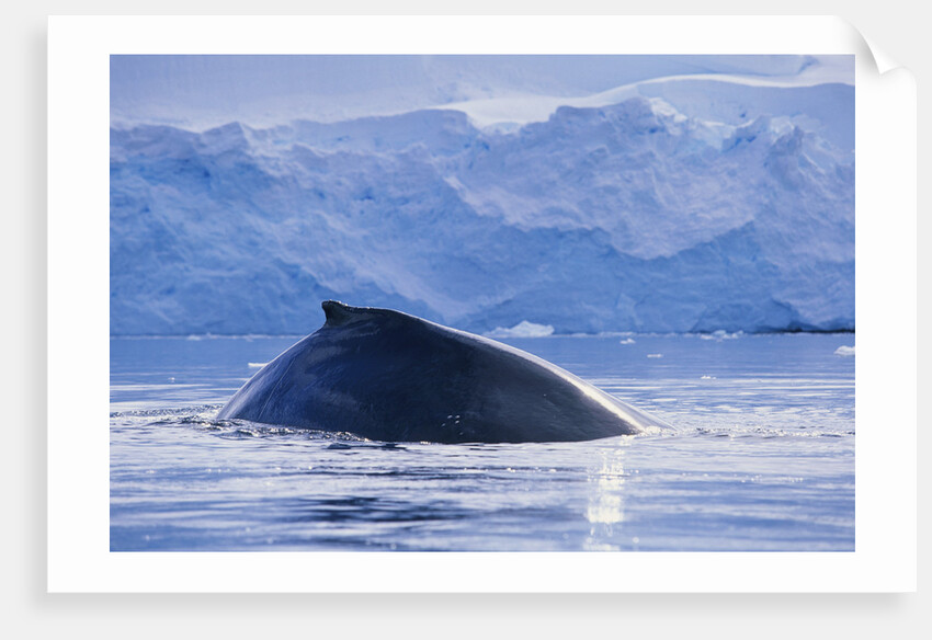 Humpback Whales in Fournier Bay in Antarctica by Anonymous