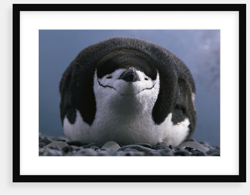 Chinstrap Penguin Resting on Deception Island in Antarctica by Anonymous