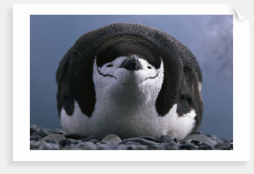 Chinstrap Penguin Resting on Deception Island in Antarctica by Anonymous