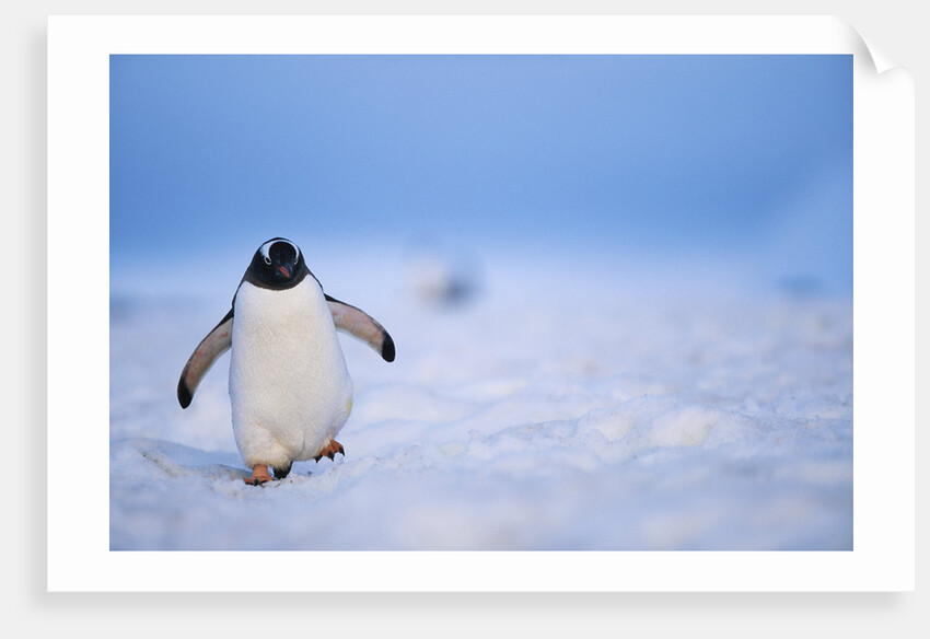 Gentoo Penguin Walking Through Snow in Antarctica by Anonymous