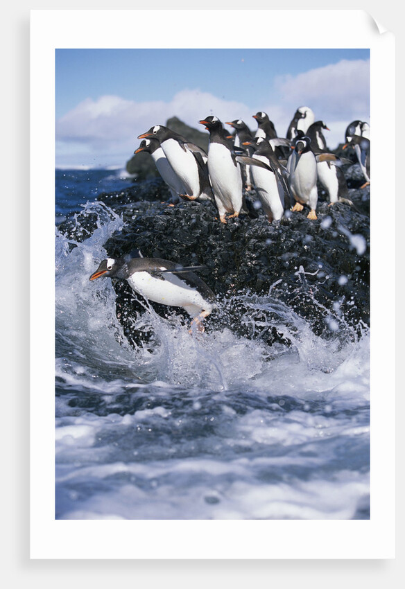 Gentoo Penguins on Livingston Island in Antarctica by Anonymous