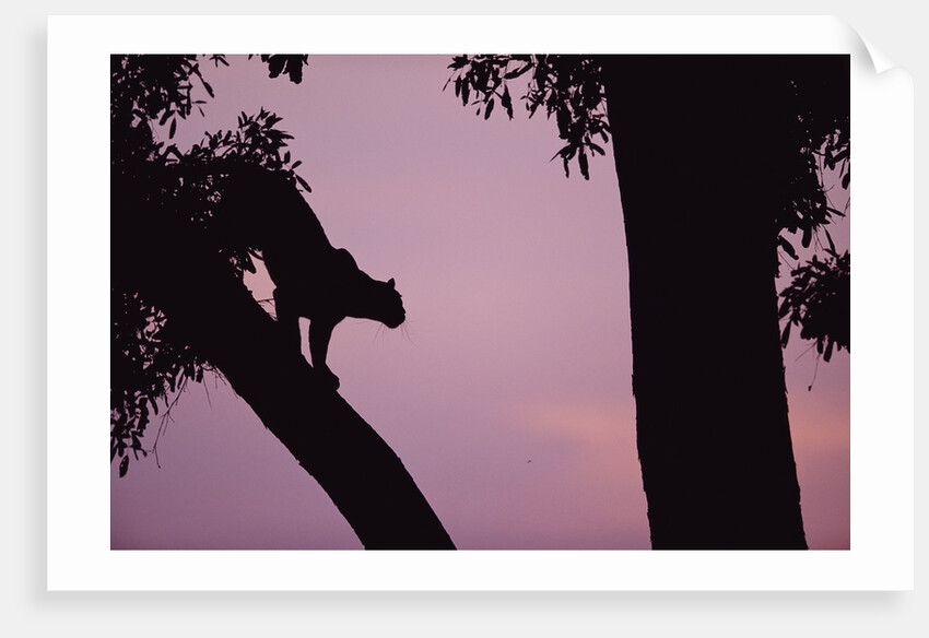 Silhouette of Leopard in Tree by Anonymous