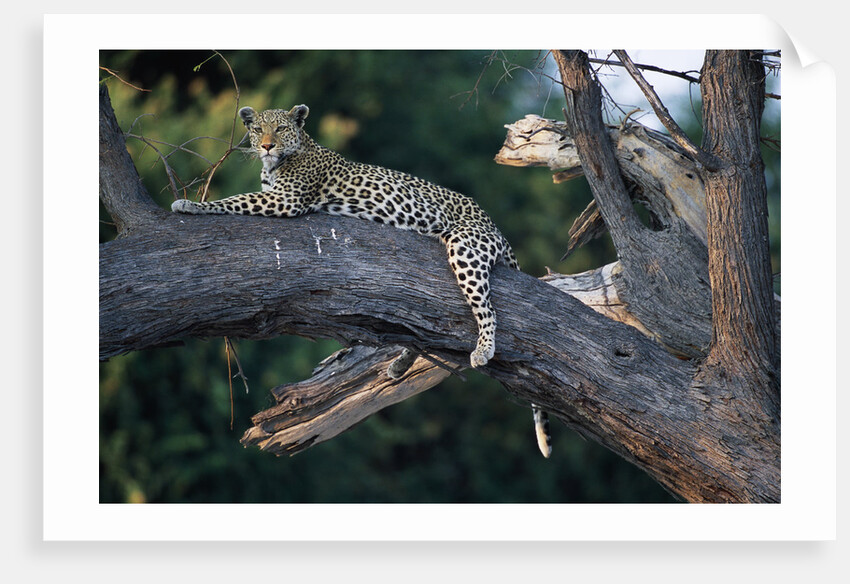Adult Female Leopard Lying in Tree by Anonymous