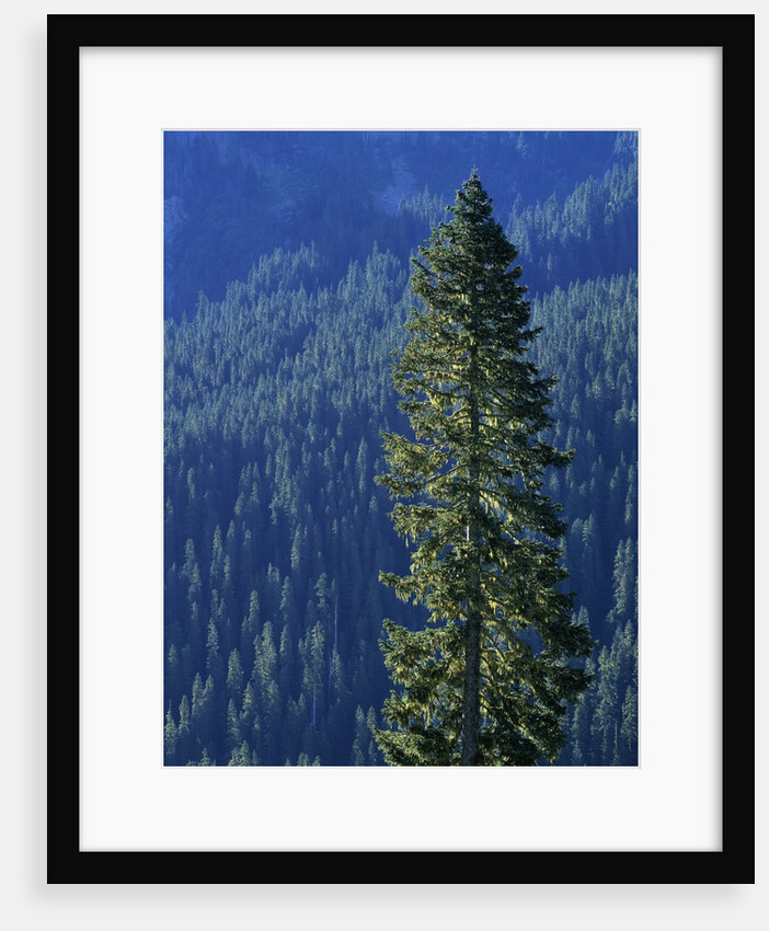 Douglas Fir in Mount Rainier National Park by Anonymous
